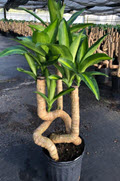 Twisted Cane